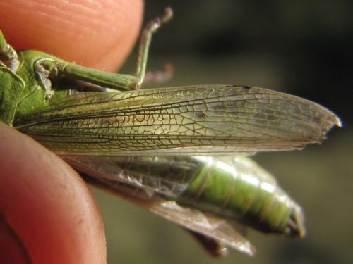 Chorthippus dorsatus dorsatus