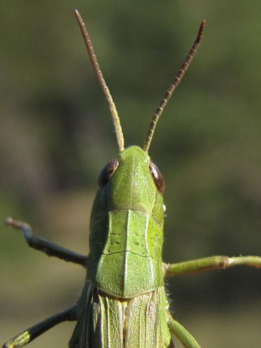 Chorthippus dorsatus dorsatus