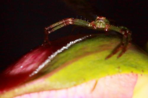 Diaea dorsata