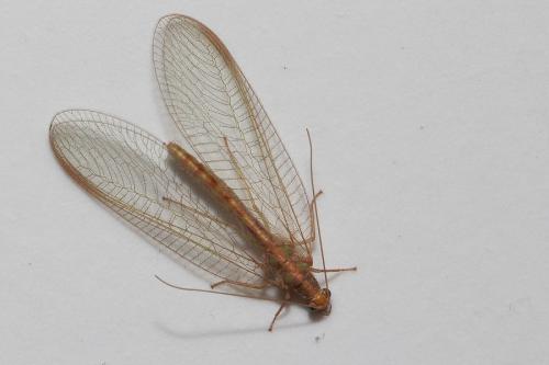 Chrysoperla sp.
