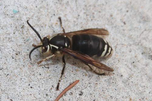 Réf. 132 396 : Dolichovespula maculata
