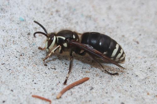 Réf. 132 397 : Dolichovespula maculata
