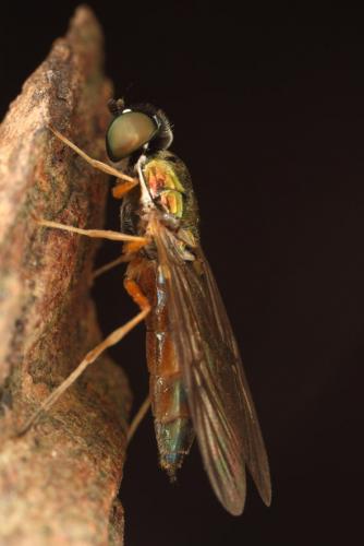 Sargus bipunctatus