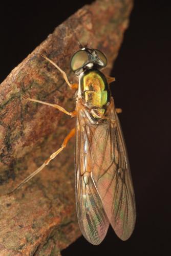 Sargus bipunctatus