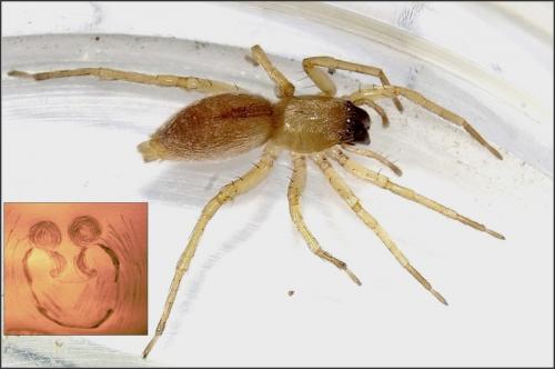 Réf. 132 746 : Clubiona terrestris