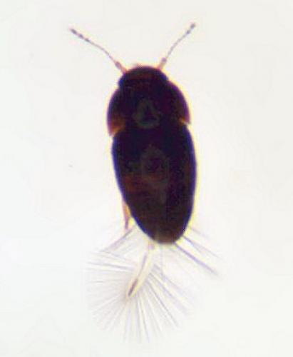 Acrotrichis sp.