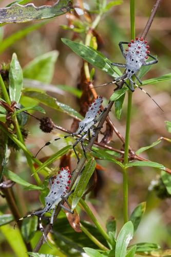 Réf. 132 452 : Molchina compressicornis