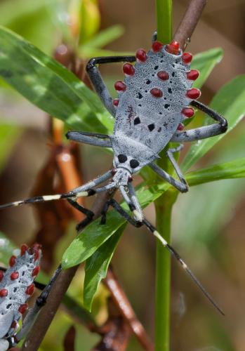 Molchina compressicornis