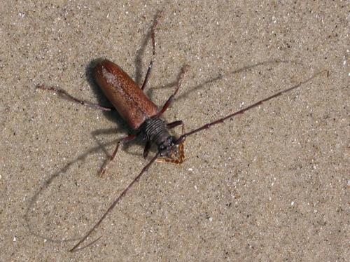 Réf. 132 211 : Jupoata rufipennis