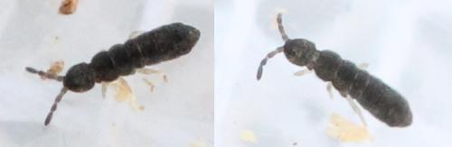 Vertagopus sp.