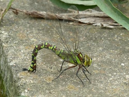 Aeshna cyanea