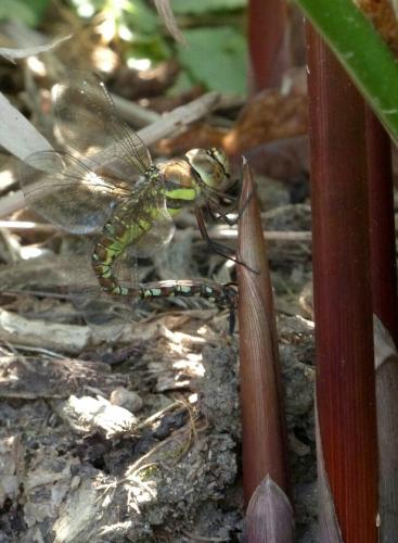 Aeshna mixta