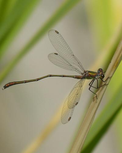 Chalcolestes viridis