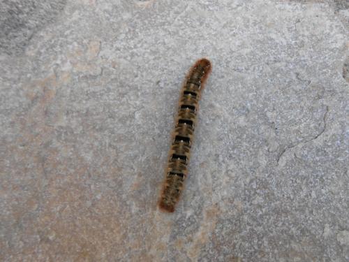 Lasiocampa quercus