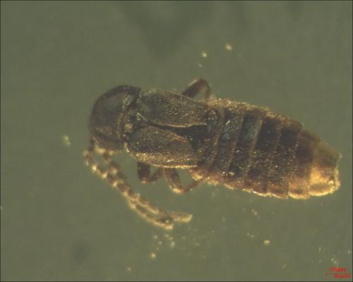 Réf. 132 113 : Phosphaenus hemipterus