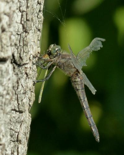 Orthetrum cancellatum