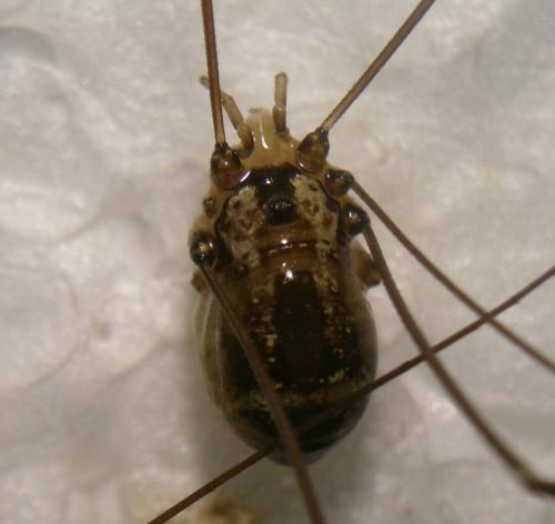 Réf. 132 137 : Leiobunum rotundum