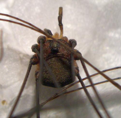 Leiobunum sp-a