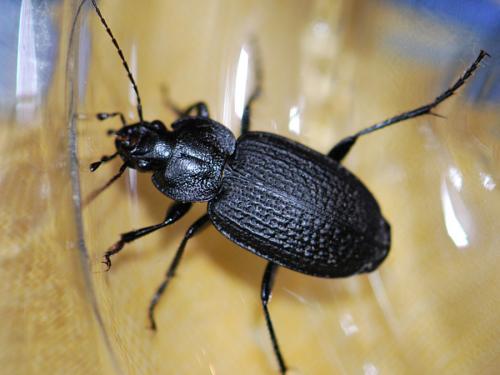 Réf. 132 290 : Licinus punctatulus