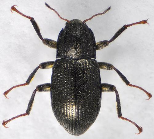 Réf. 132 033 : Limnius intermedius