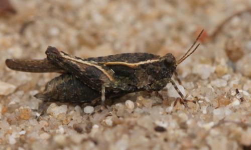 Réf. 132 703 : Tetrix ceperoi ceperoi