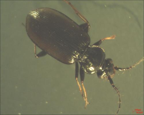 Réf. 132 037 : Loricera pilicornis