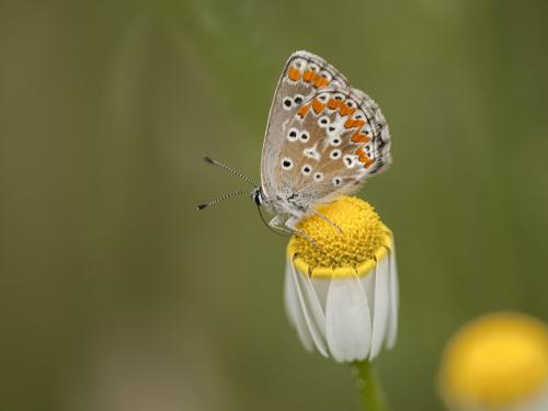 Réf. 132 959 : Aricia sp.