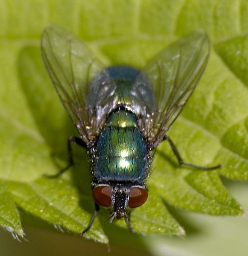 Lucilia sp.