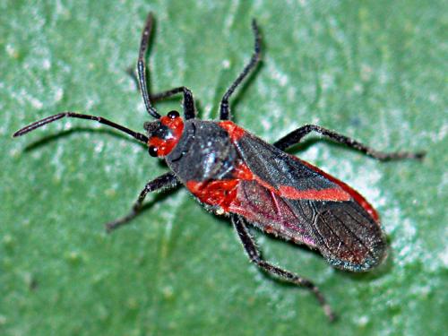 Caenocoris nerii