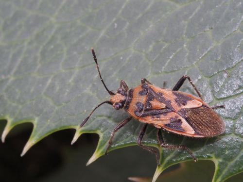 Corizus hyoscyami hyoscyami