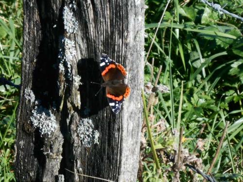 Vanessa atalanta
