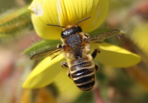 Réf. 132 940 : Megachile ericetorum