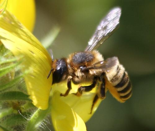Réf. 132 941 : Megachile ericetorum