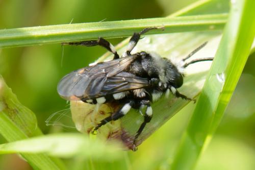 Réf. 132 477 : Melecta sp.
