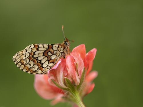 Réf. 132 958 : Melitaea deione
