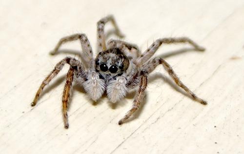 Menemerus semilimbatus