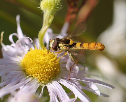 Réf. 132 148 : Sphaerophoria taeniata