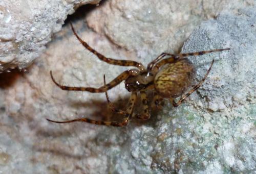 Réf. 132 275 : Metellina merianae