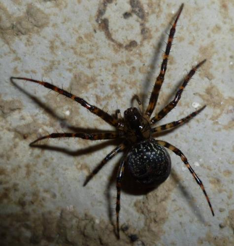 Réf. 132 276 : Metellina merianae