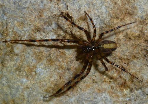 Réf. 132 278 : Metellina merianae