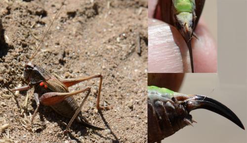 Metrioptera saussuriana