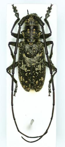 Monochamus saltuarius