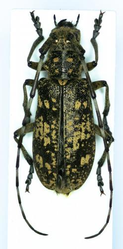Réf. 132 436 : Monochamus saltuarius