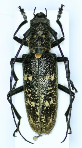 Monochamus sartor