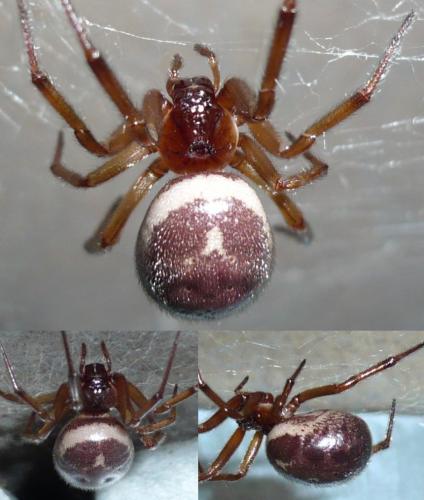 Réf. 132 235 : Steatoda nobilis