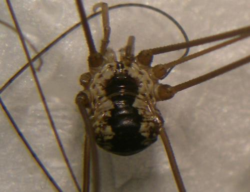 Leiobunum religiosum