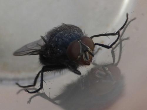 Calliphora sp.