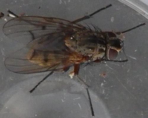 Réf. 132 471 : Phaonia tuguriorum