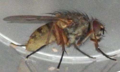 Phaonia tuguriorum