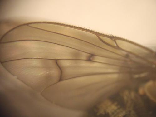 Phaonia tuguriorum